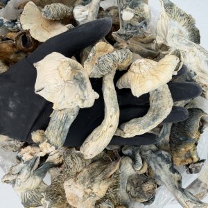 Raw Psychedelic Mushroom 🍄 : NBKB