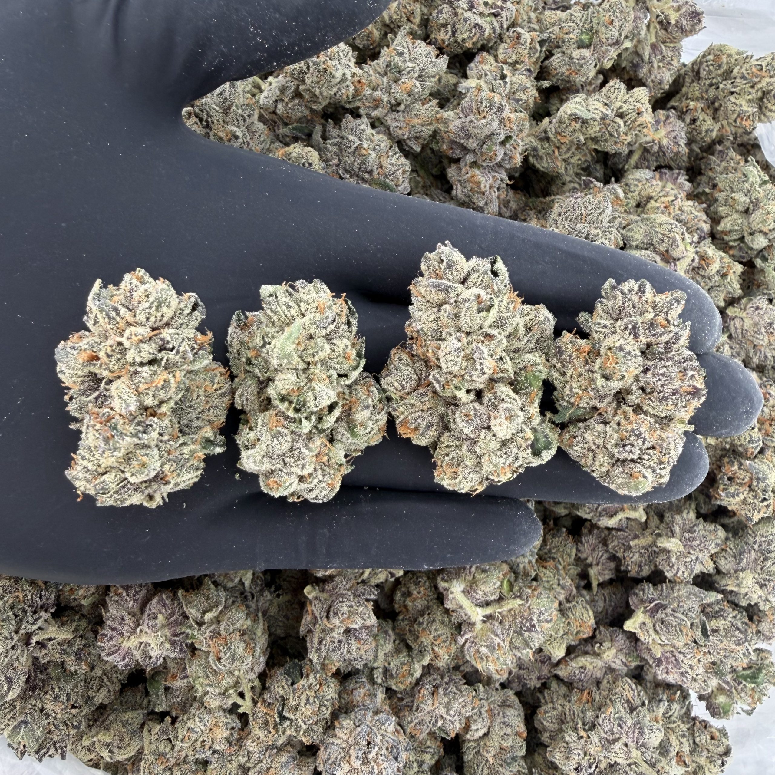 🌿 Rapper Weed: Sour Peaches 🔥 Aroma: 10/10 – Fruity Citrus 😇