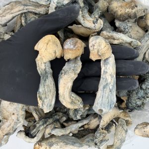 Raw Psychedelic Mushroom 🍄 : White Cap Apes