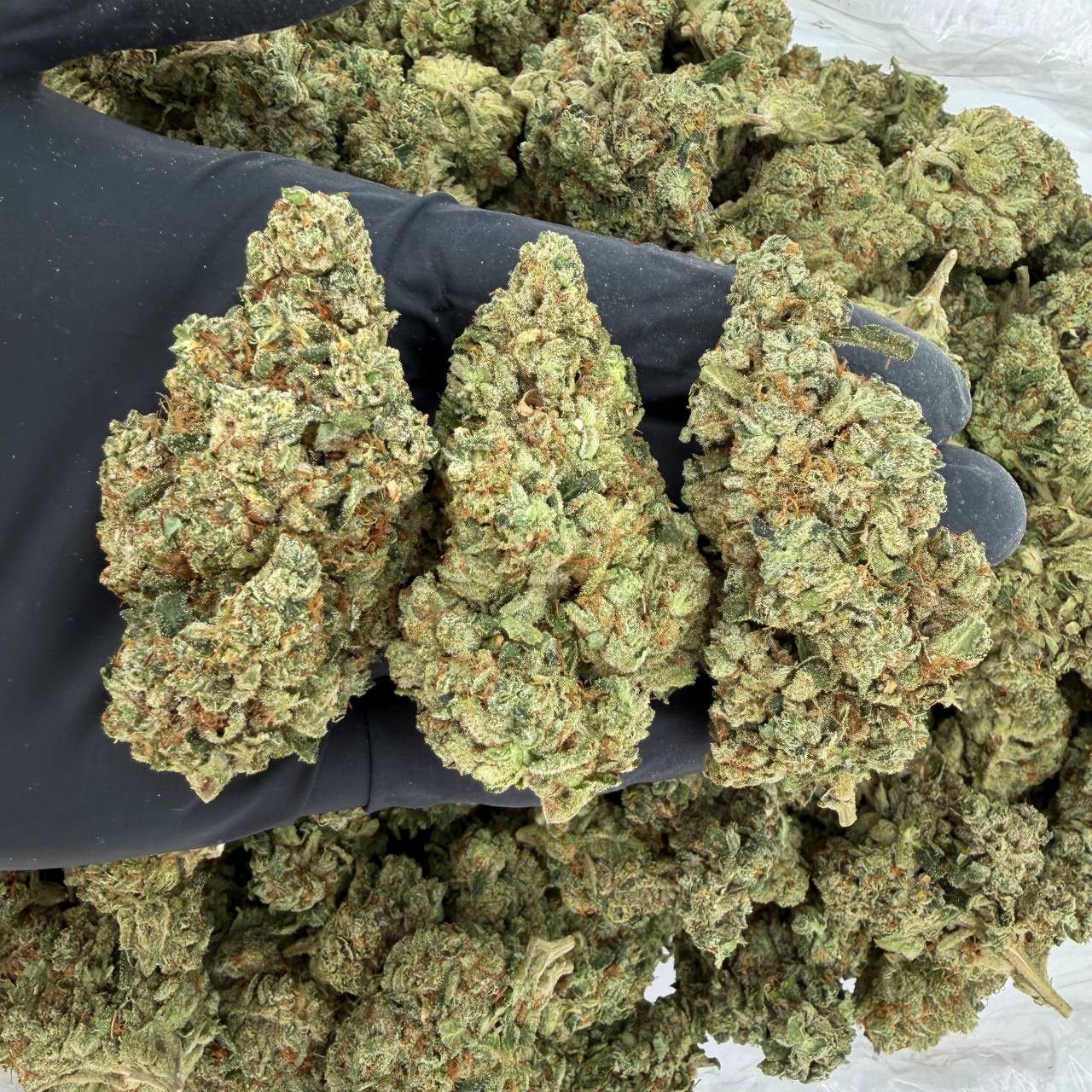 π Gold Tier: Alien OG Nose: 8/10 π₯ β Earthy Sweet π€€