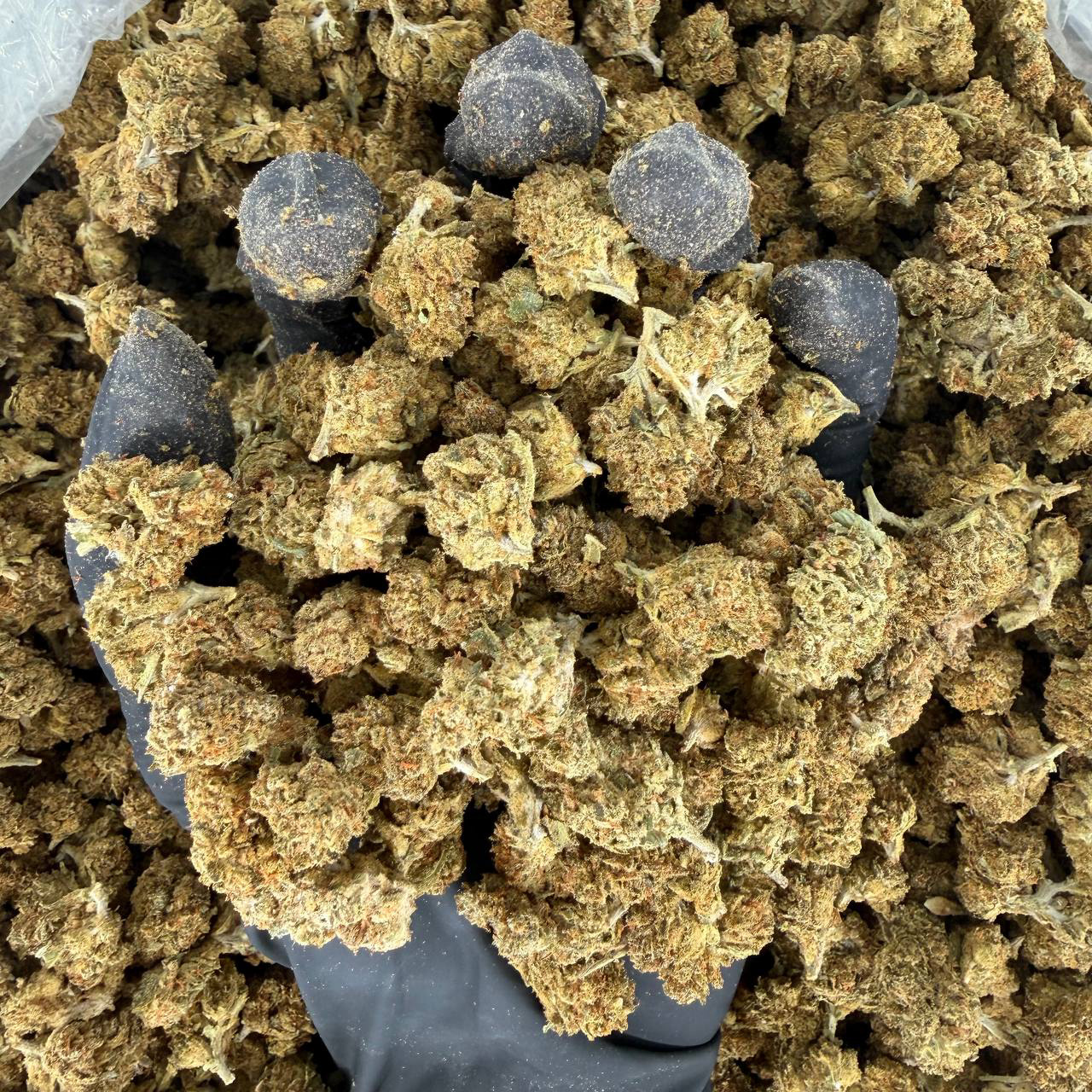 🌞 Solar Skunk Tier – Bath Saltz 🌞Nose: 6/10 🔥 Piney Sweet 🤪