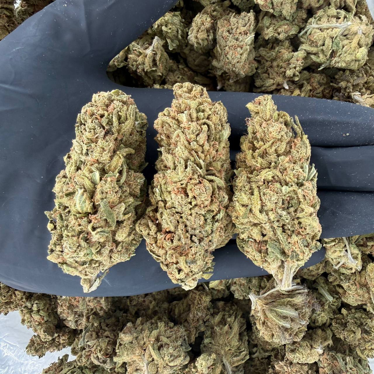 π Solar Skunk Tier β Blue Dream πNose: 6/10 π₯ Sugary Sweet π₯΄