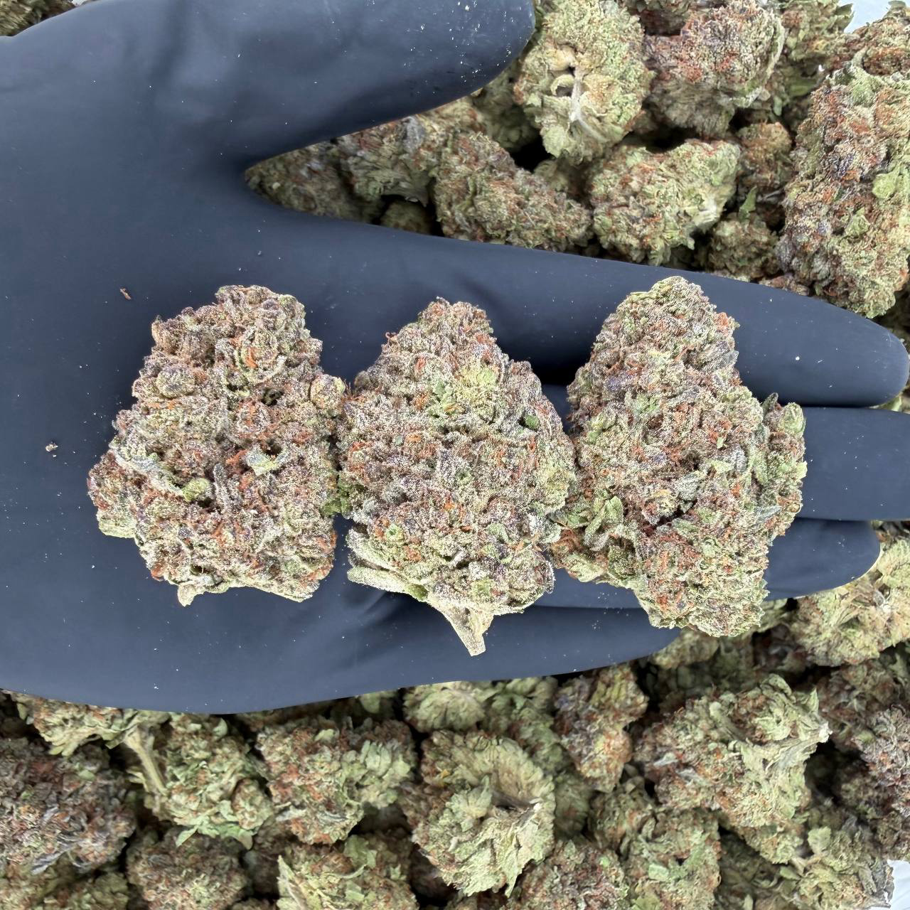 π Solar Skunk Tier: Bubba Kush π¨ Nose: 7/10 β Hashy & Sweet π