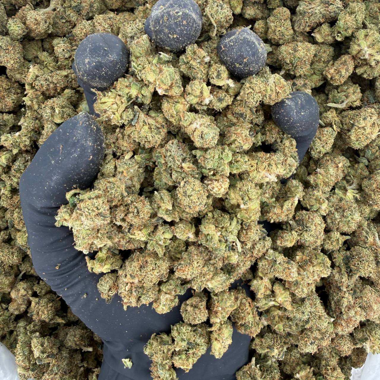 🌿 Exotic Smalls: Fire OG 🔥 Nose: 8/10 — Pungent & Earthy 🌎