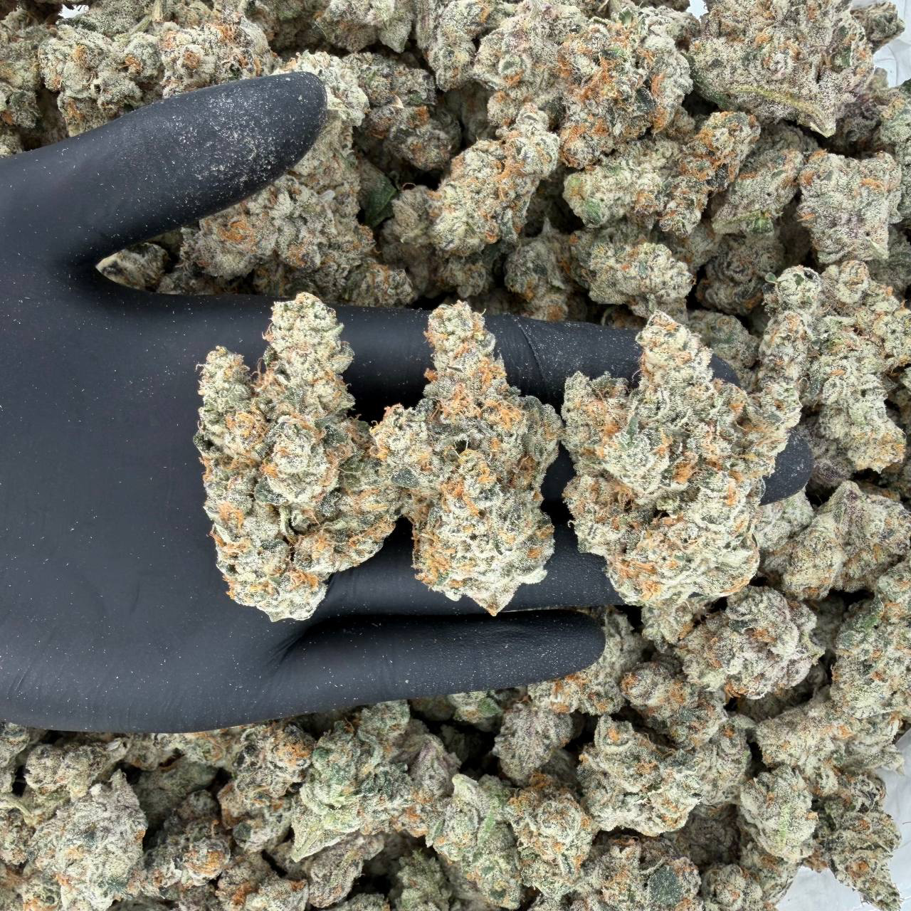 πΈ ZaZa Tier: French Lotus Nose: 10/10 π₯ Piney Citrus πΆβπ«οΈ