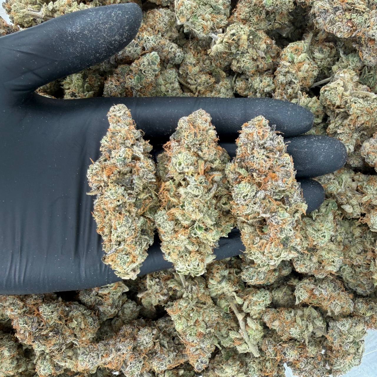 🧄 Exotic Tier: Garlic Cookies 👃 Nose: 9/10 🔥 Pungent Diesel 🫰