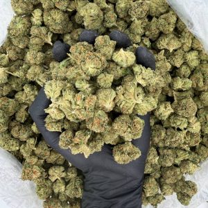 Solar Skunk Tier: Gelato 41 🍨🌿 Nose: 6/10 🔥 Piney Citrus 🤩