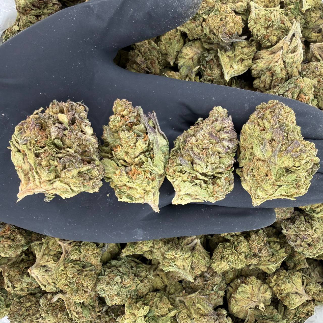 🌞 Solar Skunk Tier: Gelato Mintz 🍃 Nose: 6/10 — Chemical & Citrus 🍋