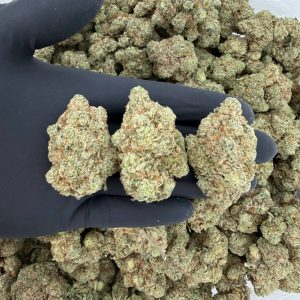 Exotic Tier: Gorilla Gum Nose: 9/10 π₯ Pepper Diesel π