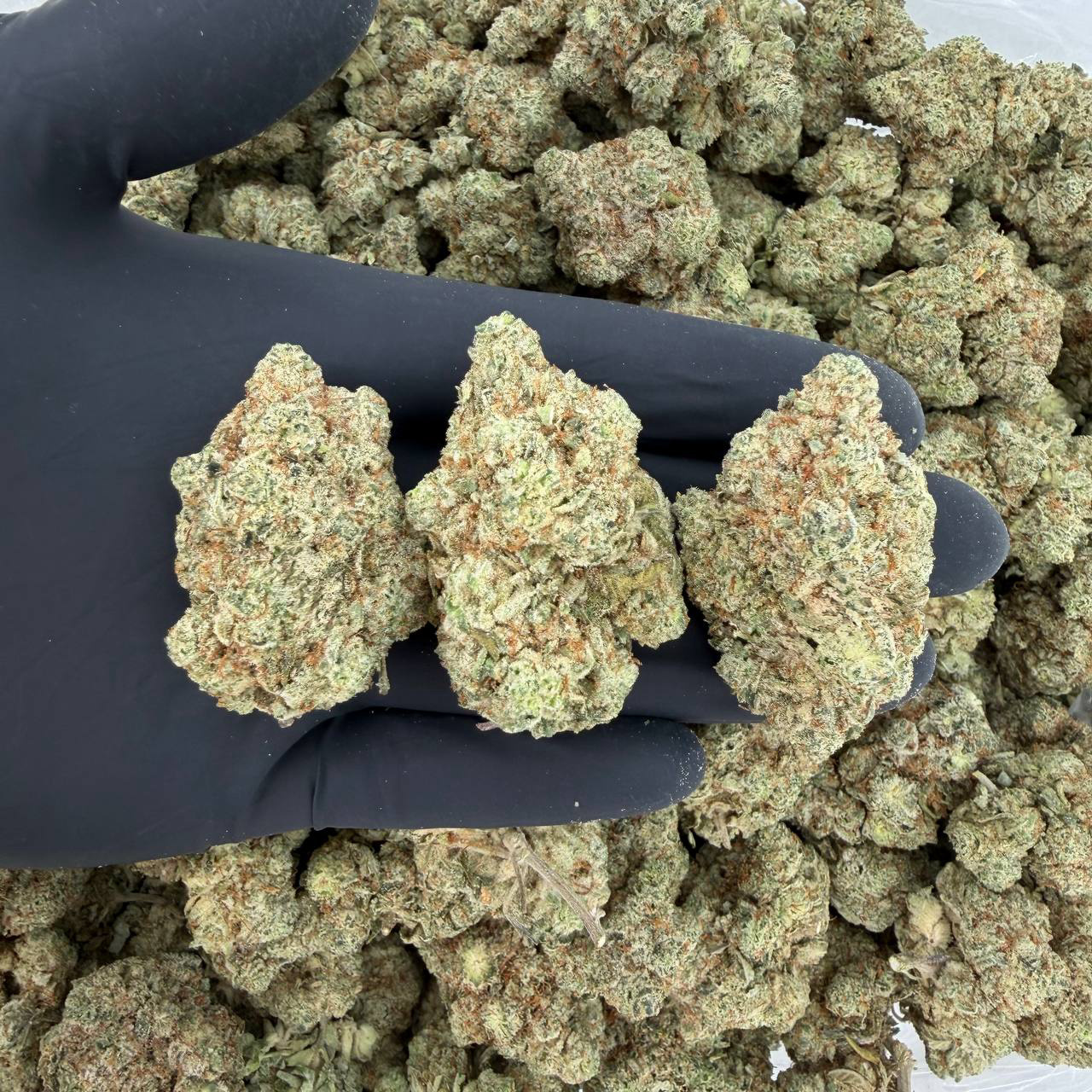 Exotic Tier: Gorilla Gum Nose: 9/10 🔥 Pepper Diesel 😖