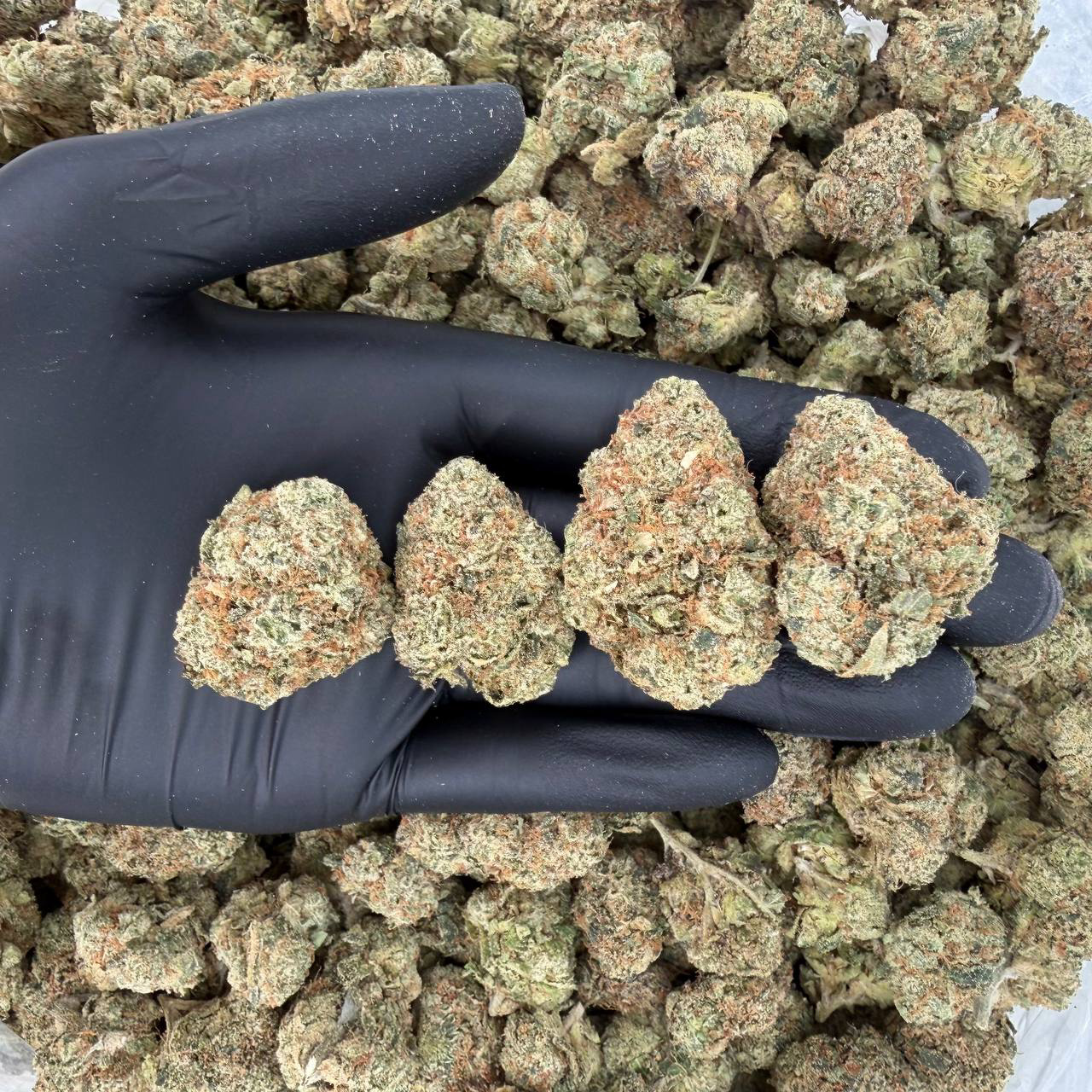 🌟 Gold Tier: Green Goblin Nose: 8/10 🔥 Earthy Spice 🥵