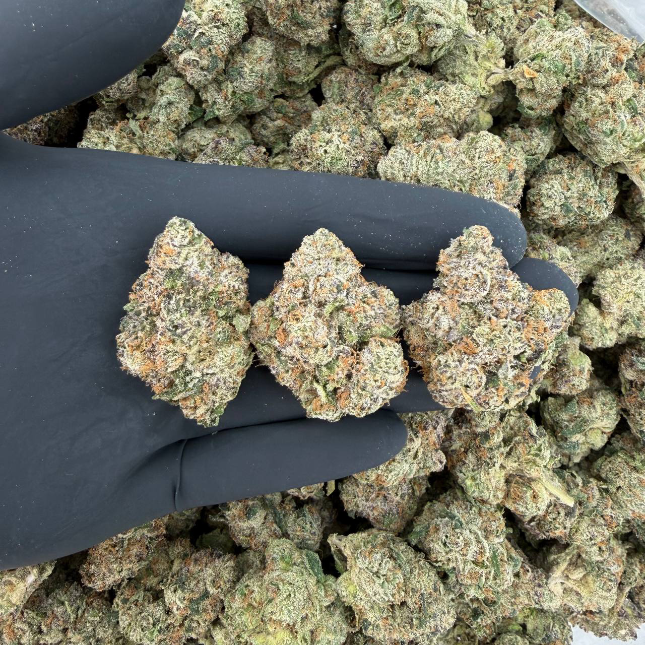 Platinum Tier: Gumbo Nose: 10/10 🔥 Sweet Gas 😋