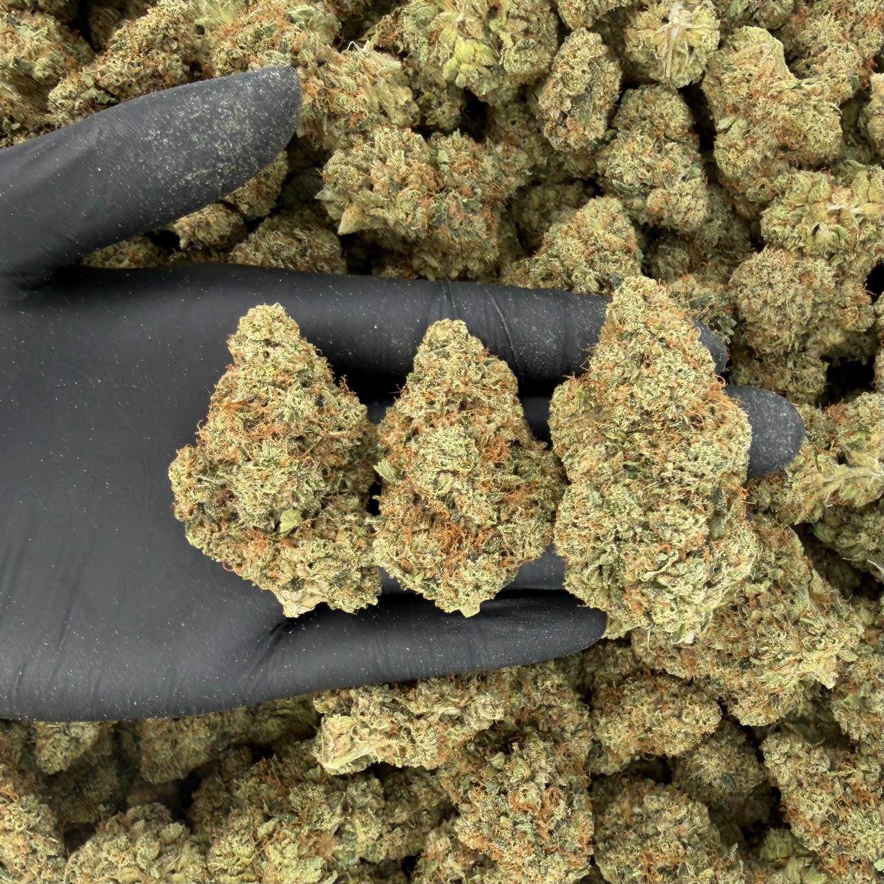 π Platinum Tier: Jet Fuel OG Nose: 10/10 π₯ Pungent Diesel πΆβπ«οΈ