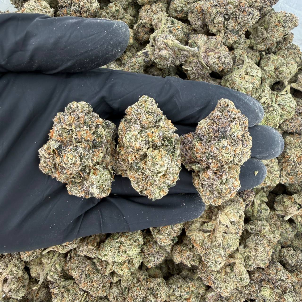 💎 Platinum Tier: Kut Throat Kandy Nose: 10/10 🔥 — Sugary Citrus 🤤