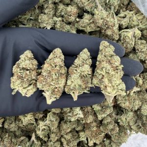 🌞 Solar Skunk Tier: LA Kush Cake  Smooth, woody, and diesel-forward