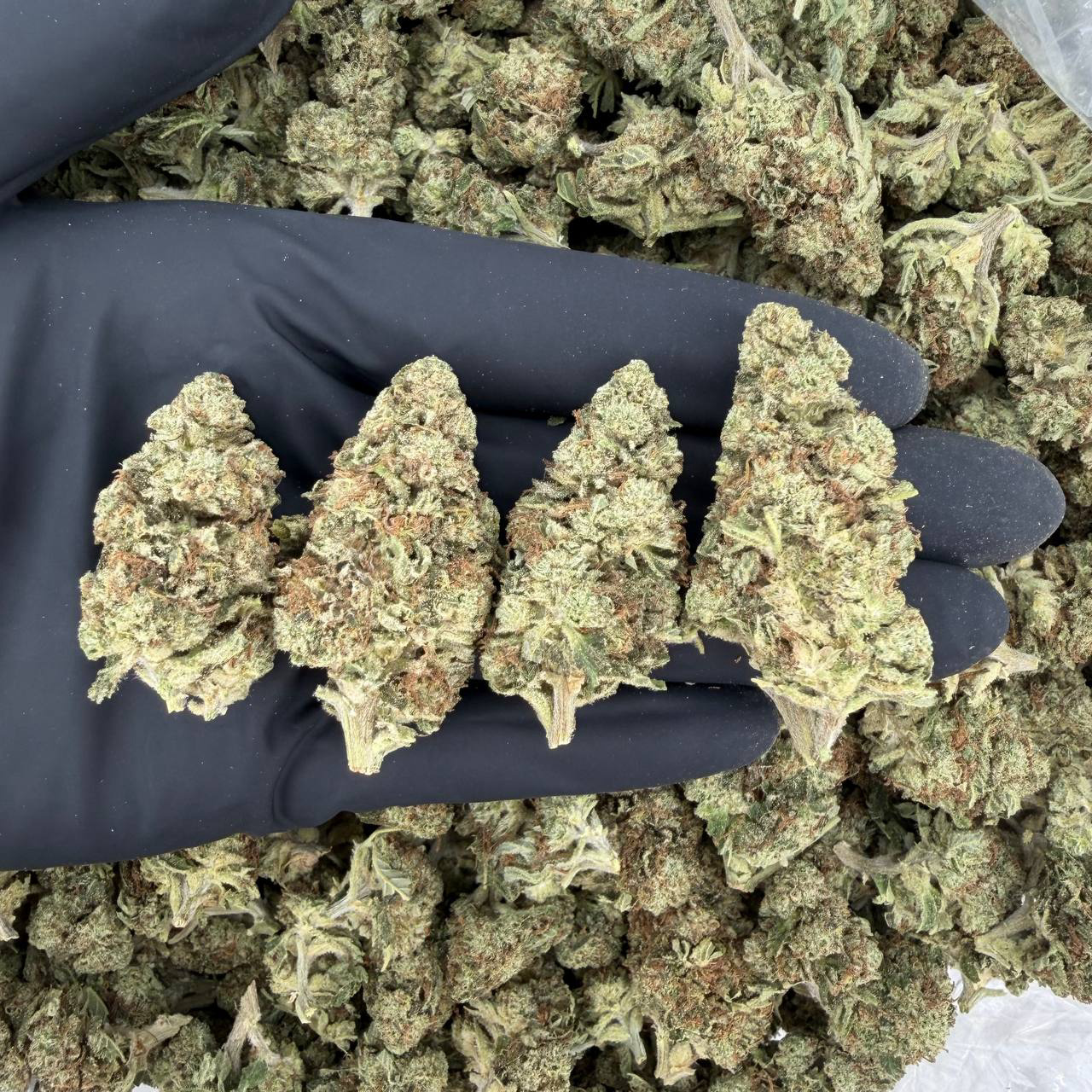 π Solar Skunk Tier: LA Kush Cake Smooth, woody, and diesel-forward