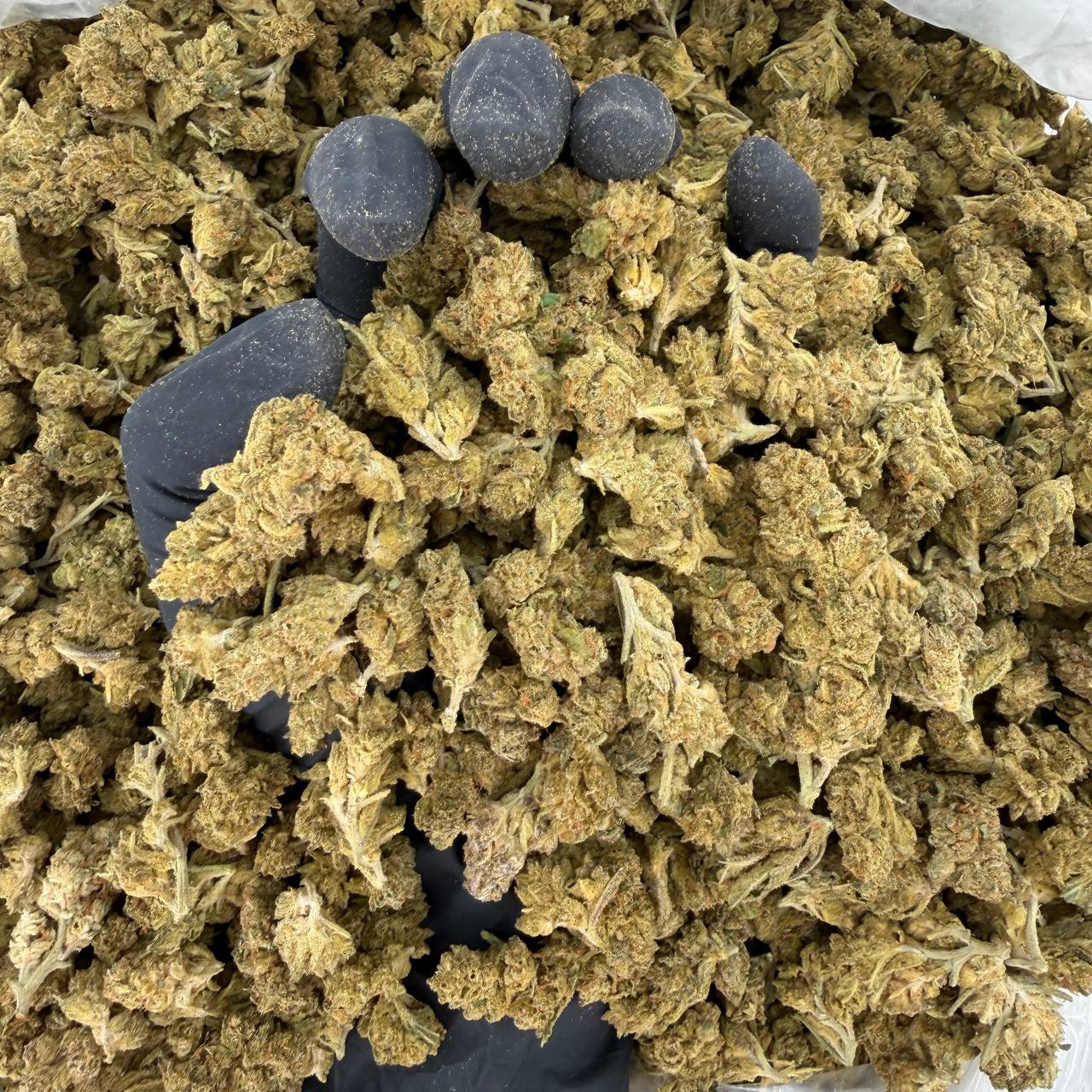 🌞 Solar Skunk Tier – LCG 🌞Nose: 6/10 🔥 Earthy Berry 😋