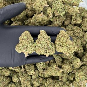 Solar Skunk Tier: Lemon Haze 🍋☀️  Nose: 7/10 🔥 Fresh Citrus 🥴