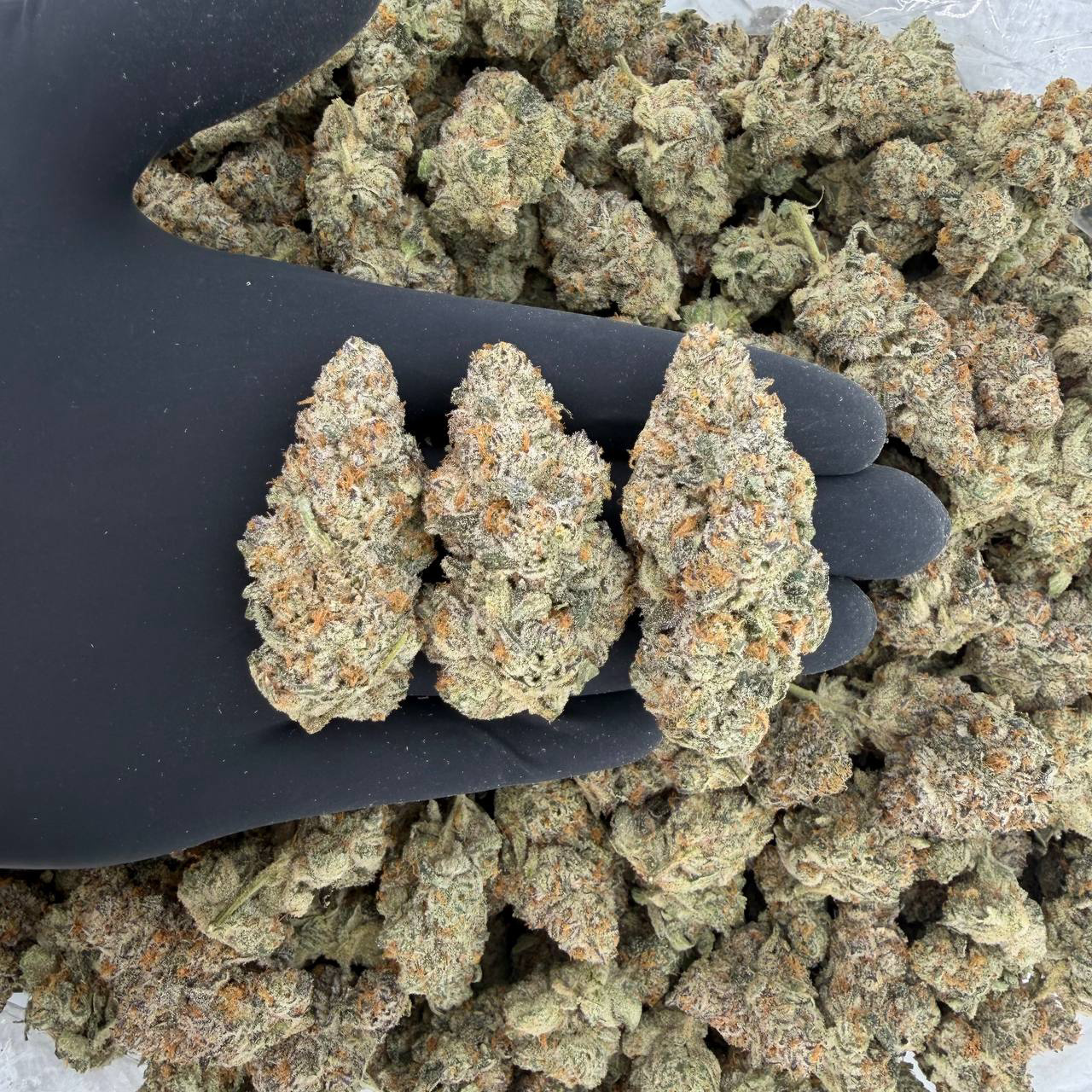 π ZaZa Tier: New Money Nose: 10/10 π₯ β Gassy Funk π€©