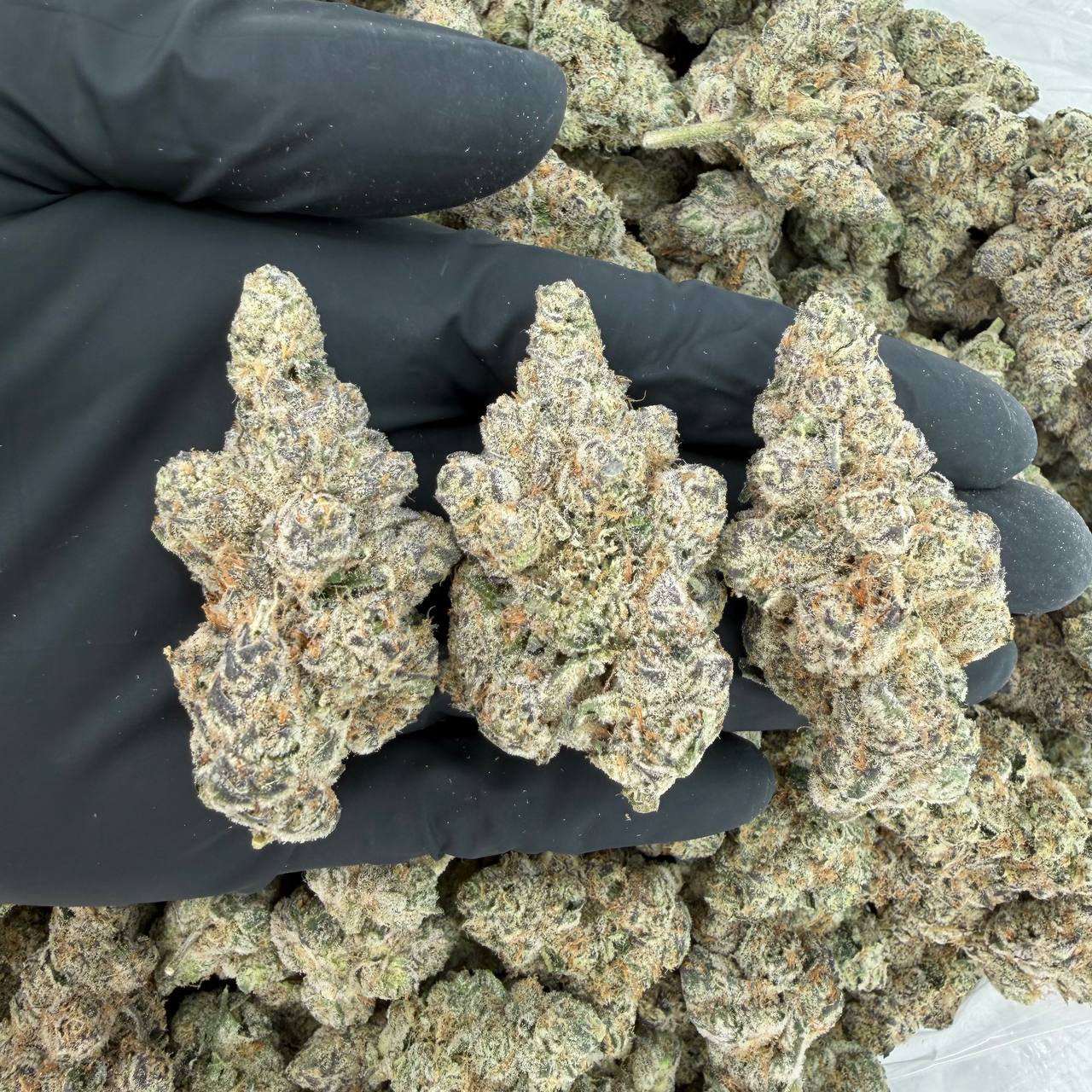 💎 ZaZa Tier: New Money Nose: 10/10 🔥 — Gassy Funk 🤩