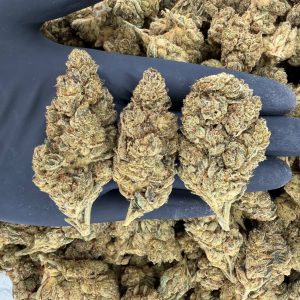 🌞 Solar Skunk Tier: Original Glue 🔧 Nose: 7/10 — Dank Diesel 🤤