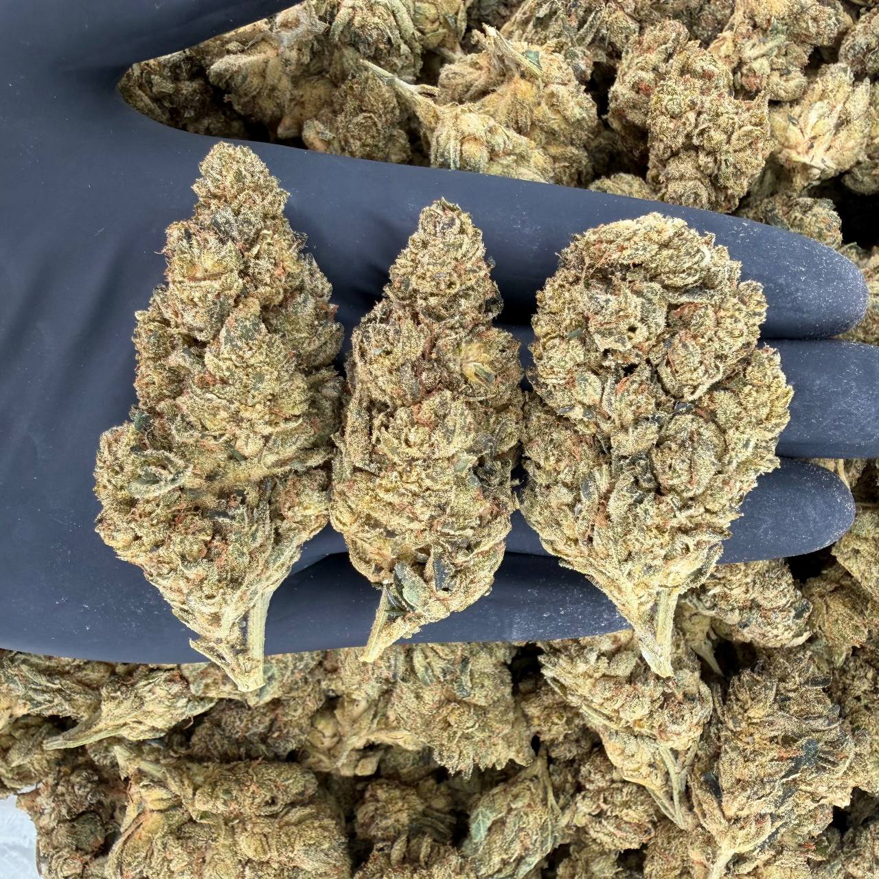 🌞 Solar Skunk Tier: Original Glue 🔧 Nose: 7/10 — Dank Diesel 🤤