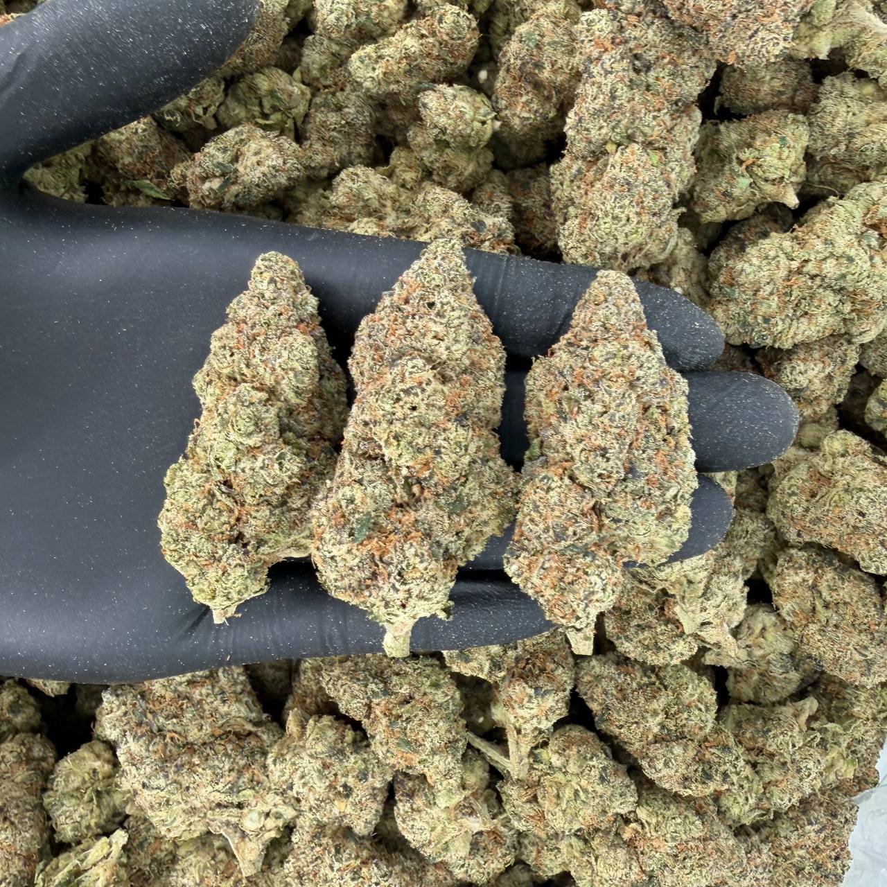 🌟 Gold Tier: Pave Nose: 8/10 🔥 Spicy Sweet 😋