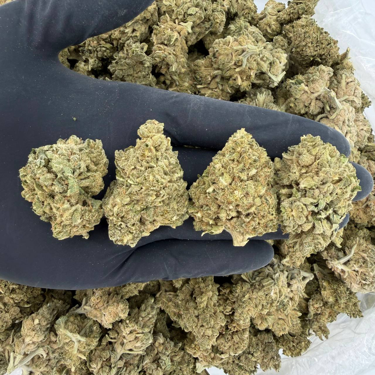 🌿 Solar Skunk Tier: Peanut Butter Souffle 🔥 Aroma: 6/10 – Nutty Sweet 🤩