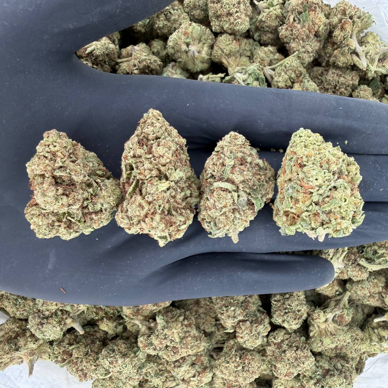 π Solar Skunk Tier β Permanent Marker πNose: 7/10 π₯ Dank Diesel πΆβπ«οΈ