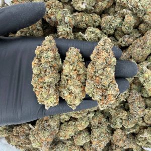 ☀️ Solar Skunk Tier: Phantom Cookies  Nose: 7/10 🔥 Earthy Citrus 🌱