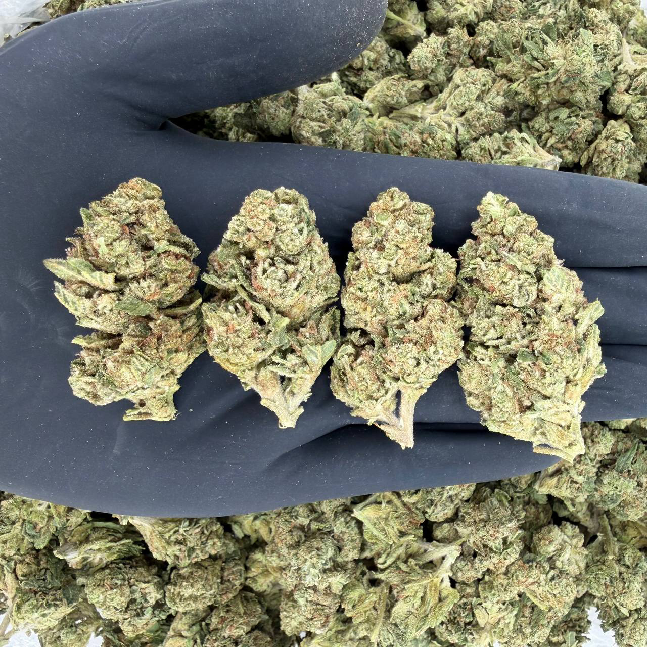 🌞 Solar Skunk Tier – Pie Eyed 🌞Nose: 6/10 🔥 Earthy Citrus 😋