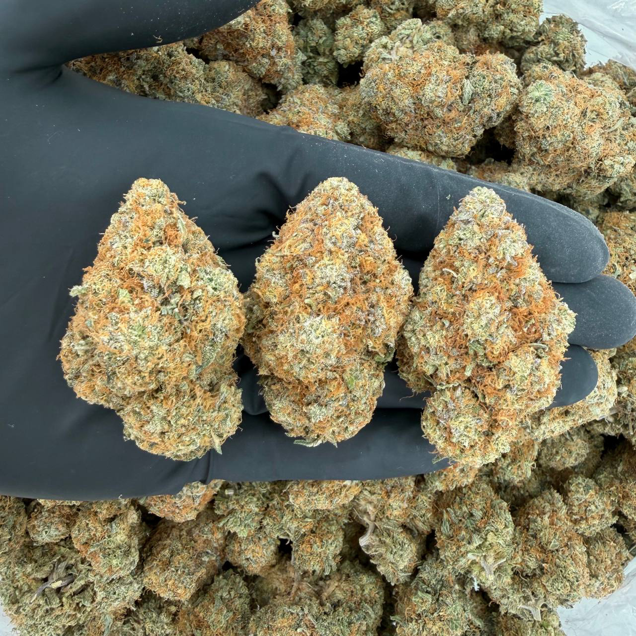 🌟 Gold Tier: Pineapple OG Nose: 8/10 🔥 — Sour Fuel 😇