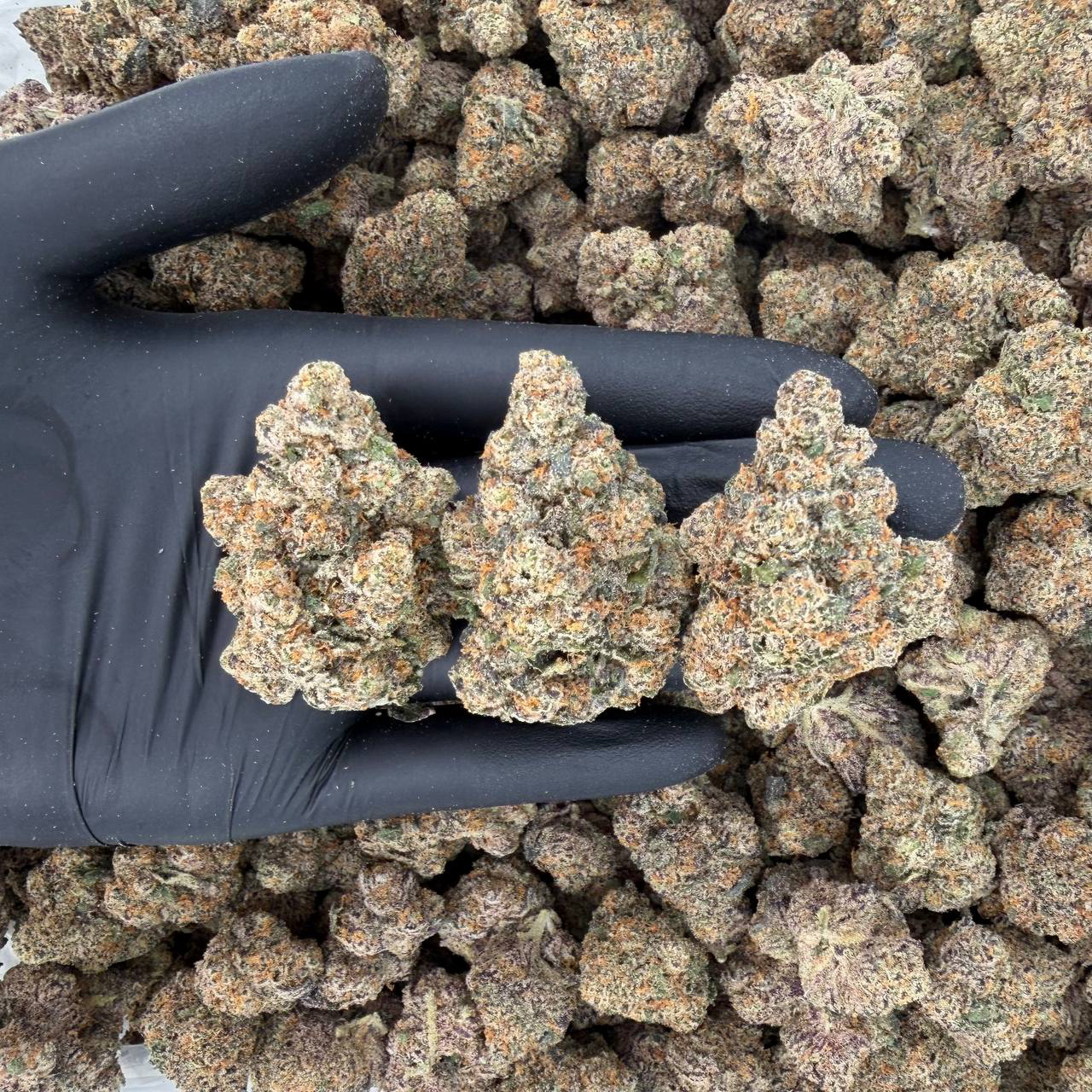 Gold Tier: Pluto Nose: 8/10 π₯ Sour Pine π