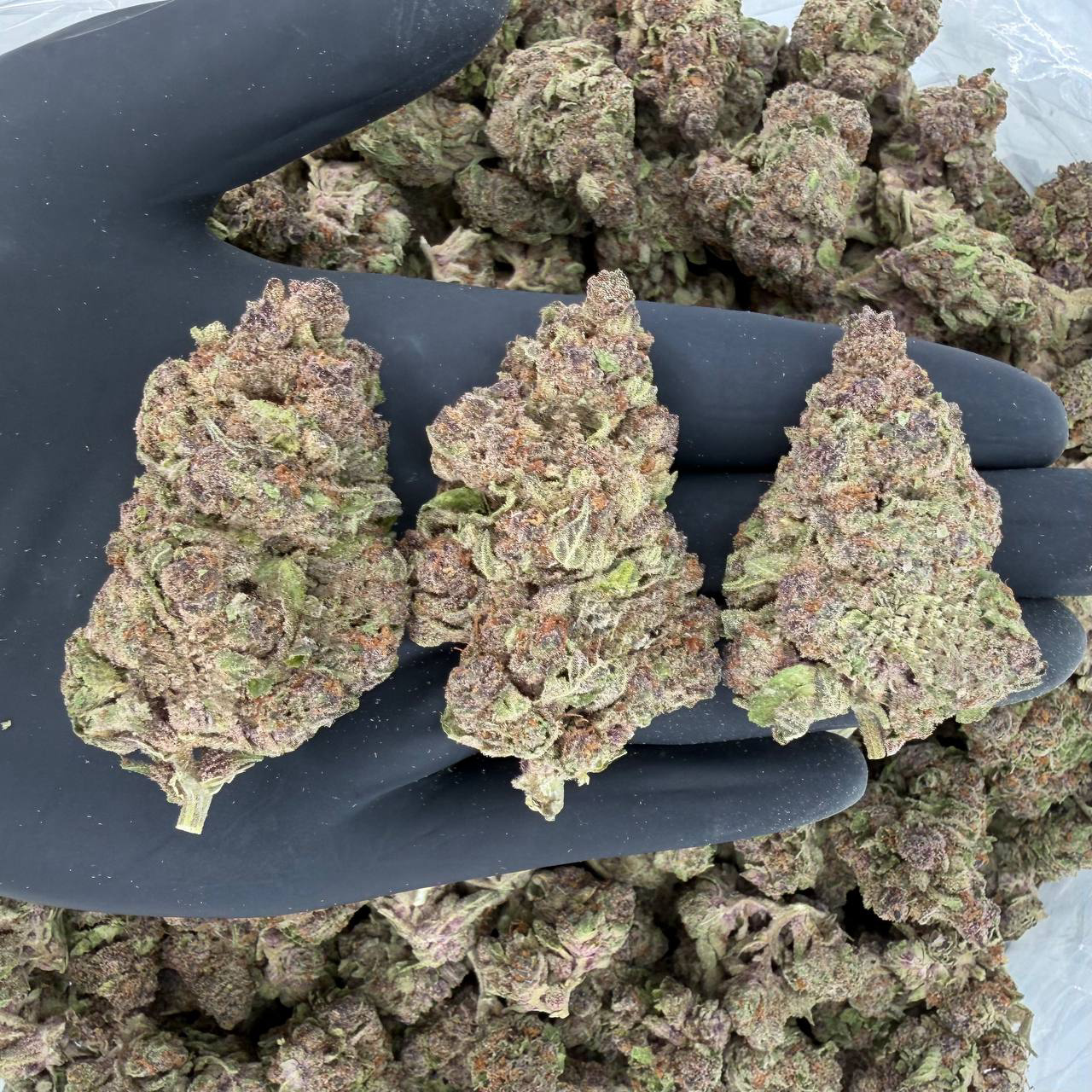 🌞 Solar Skunk Tier: Pop Cherry 🍒 Nose: 7/10 — Sour & Berry 🔥