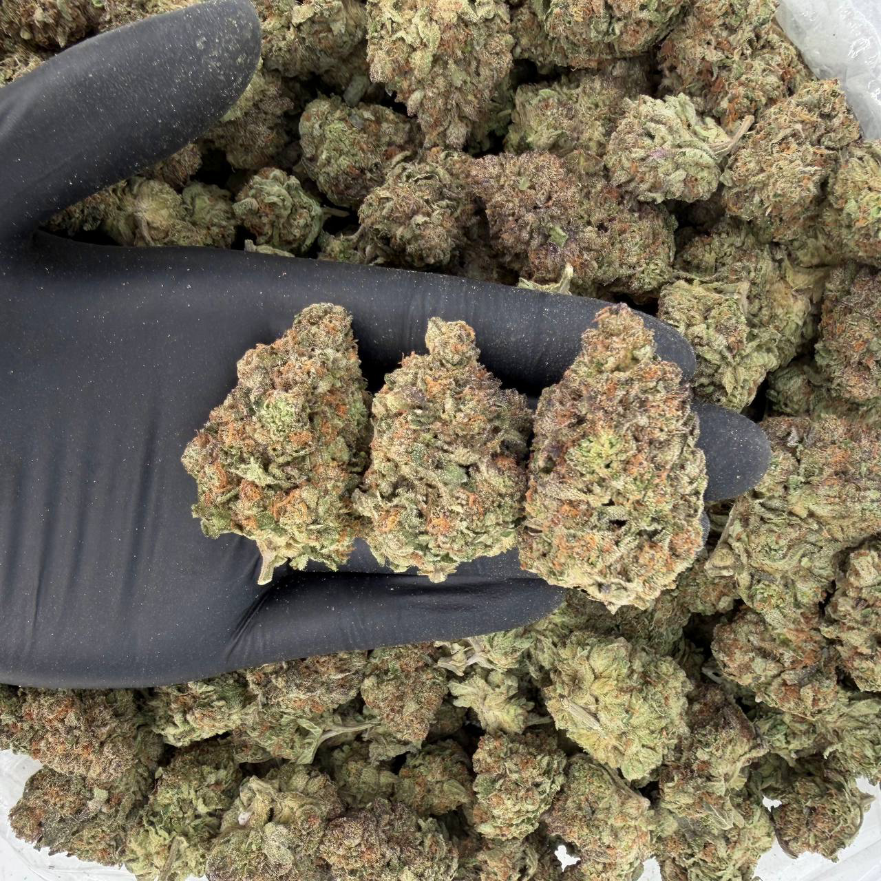 π Solar Skunk Tier: Purple Goo Nose: 7/10 π₯ Floral Pine βΊοΈ