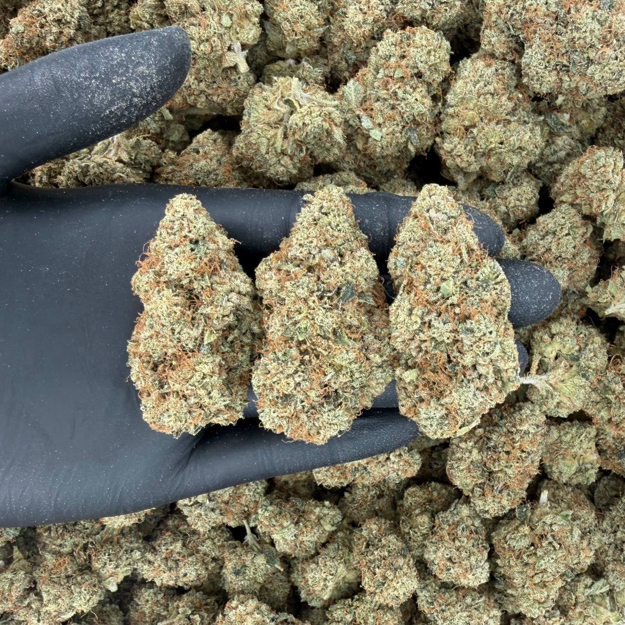 💎 Platinum Tier: Skywalker OG Nose: 10/10 🔥 Spicy Diesel 🥵