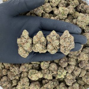 🌌 Exotic Tier: Space Cake Pungent • Spicy • Heavy-Hitting Indica Lean