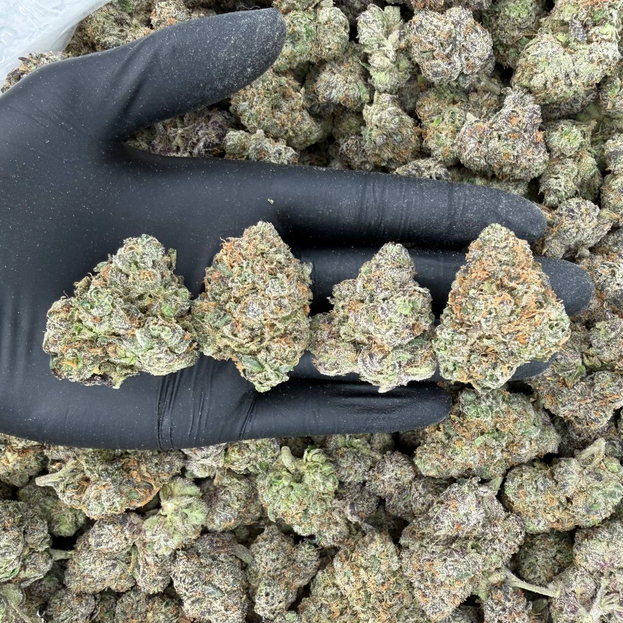 🌅 Exotic Tier: Sunset Sherbet Nose: 9/10 🔥 Sweet Earth 🤗