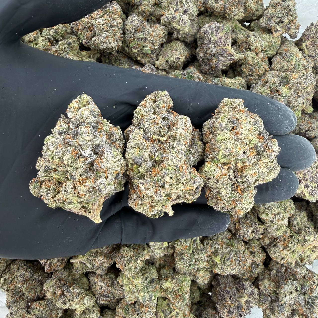 💎 Platinum Tier: Swampwater Fumez Nose: 10/10 🔥 — Skunky Diesel 🤩