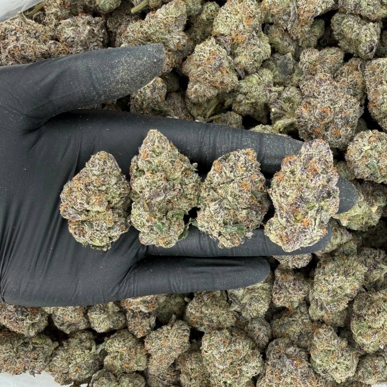 πΏ Exotic Tier: The Super Nose: 9/10 π₯ Sweet Woods πΆβπ«οΈ