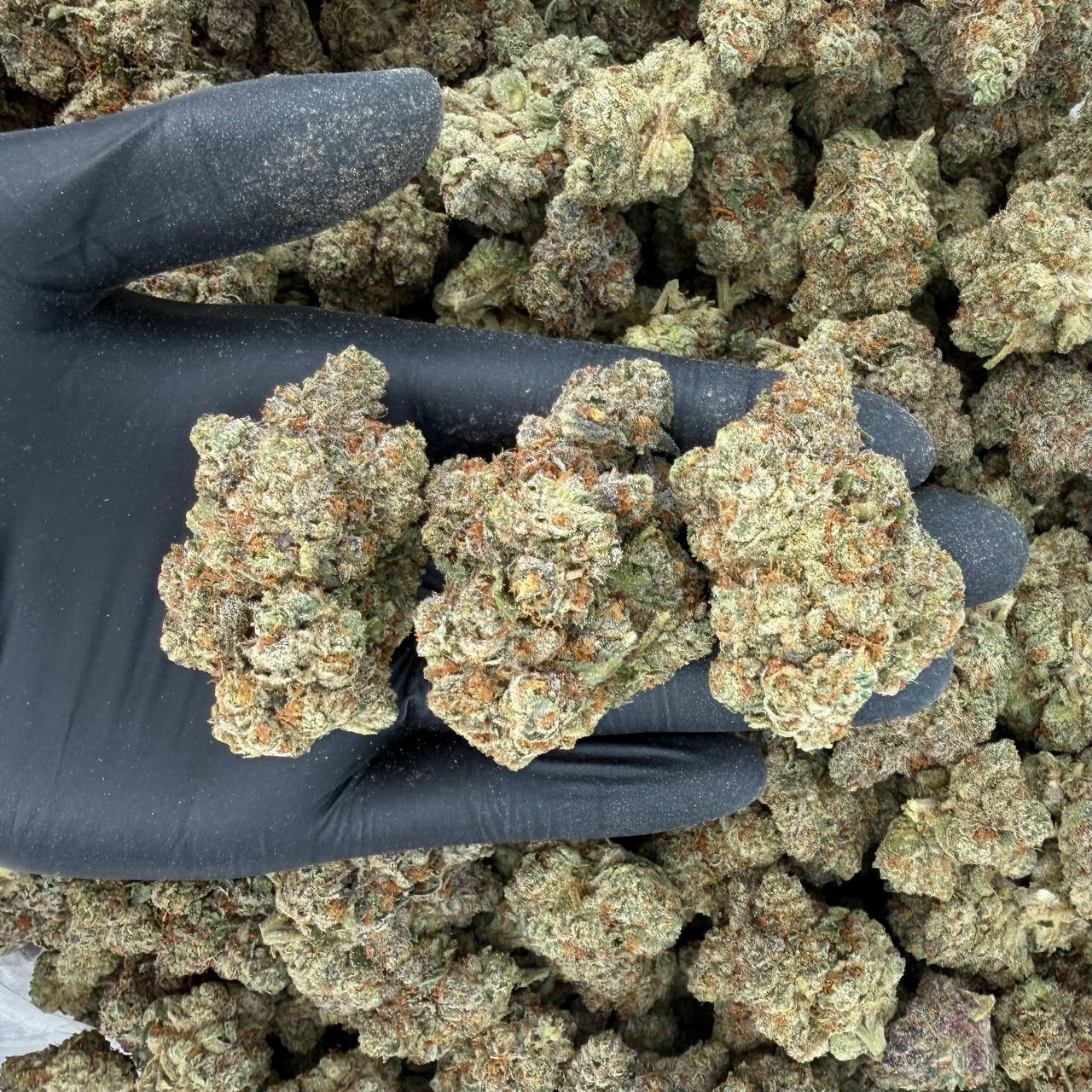 🌟 Gold Tier: Tropicana Cherry Nose: 8/10 🔥 Fruity Citrus 🥴