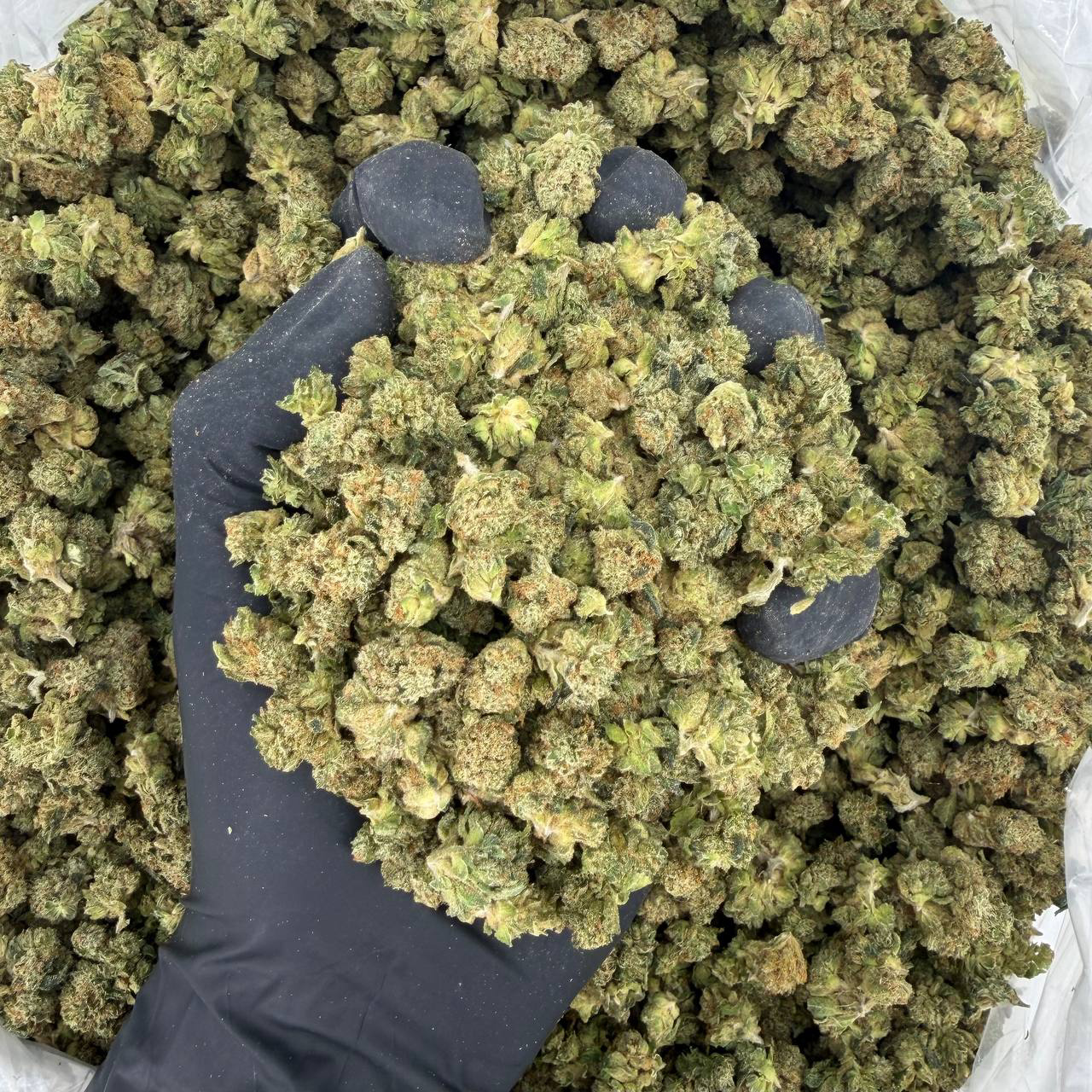 🌿 Exotic Smalls: Venom OG 🔥 Aroma: 8/10 – Earthy Lemon 🤤