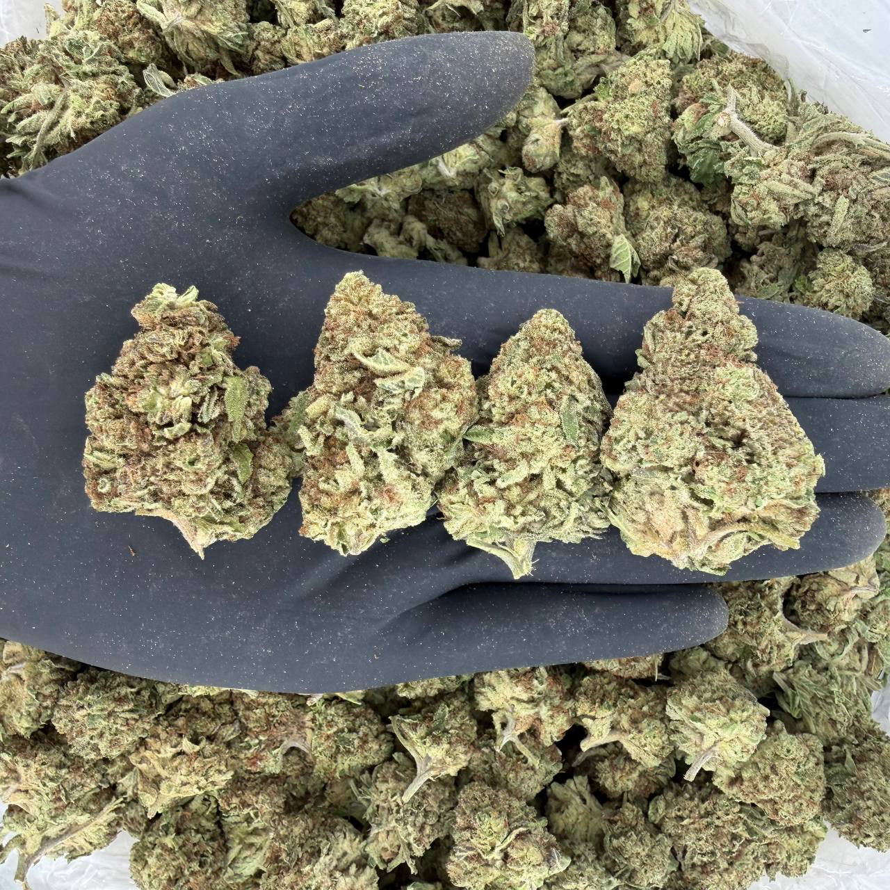 🌞 Solar Skunk Tier – Wedding Punch 🌞 Nose: 7/10 🔥 Creamy, sweet 😇