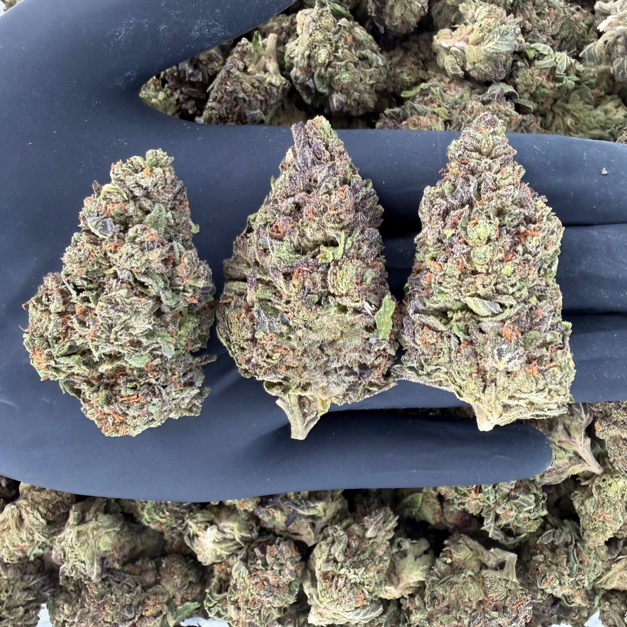 π Solar Skunk Tier β White Runtz πNose: 7/10 π₯ Sweet Citrus π