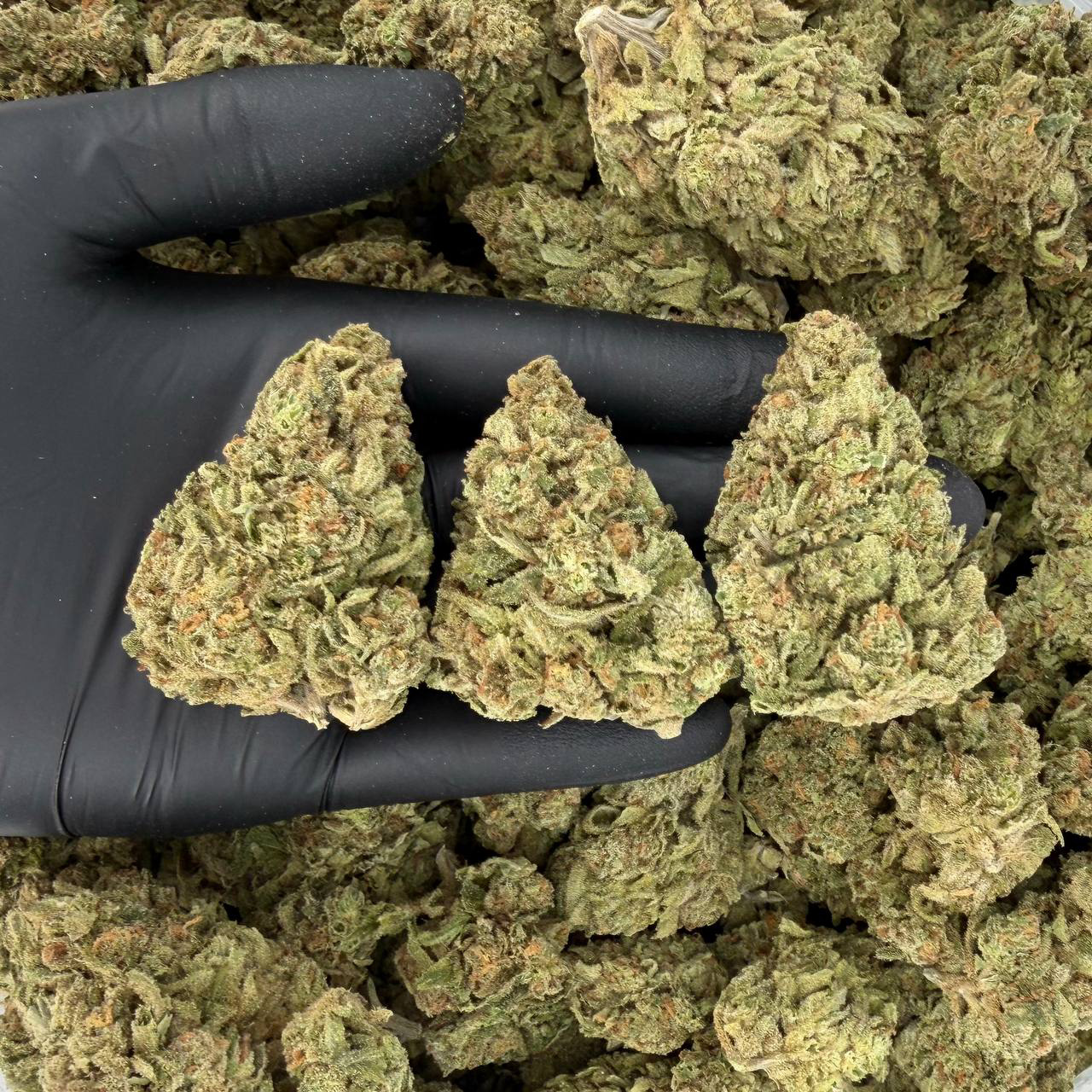 🪙 Silver Tier: X-Haze Nose: 8/10 🔥 Citrus Spice 🥵