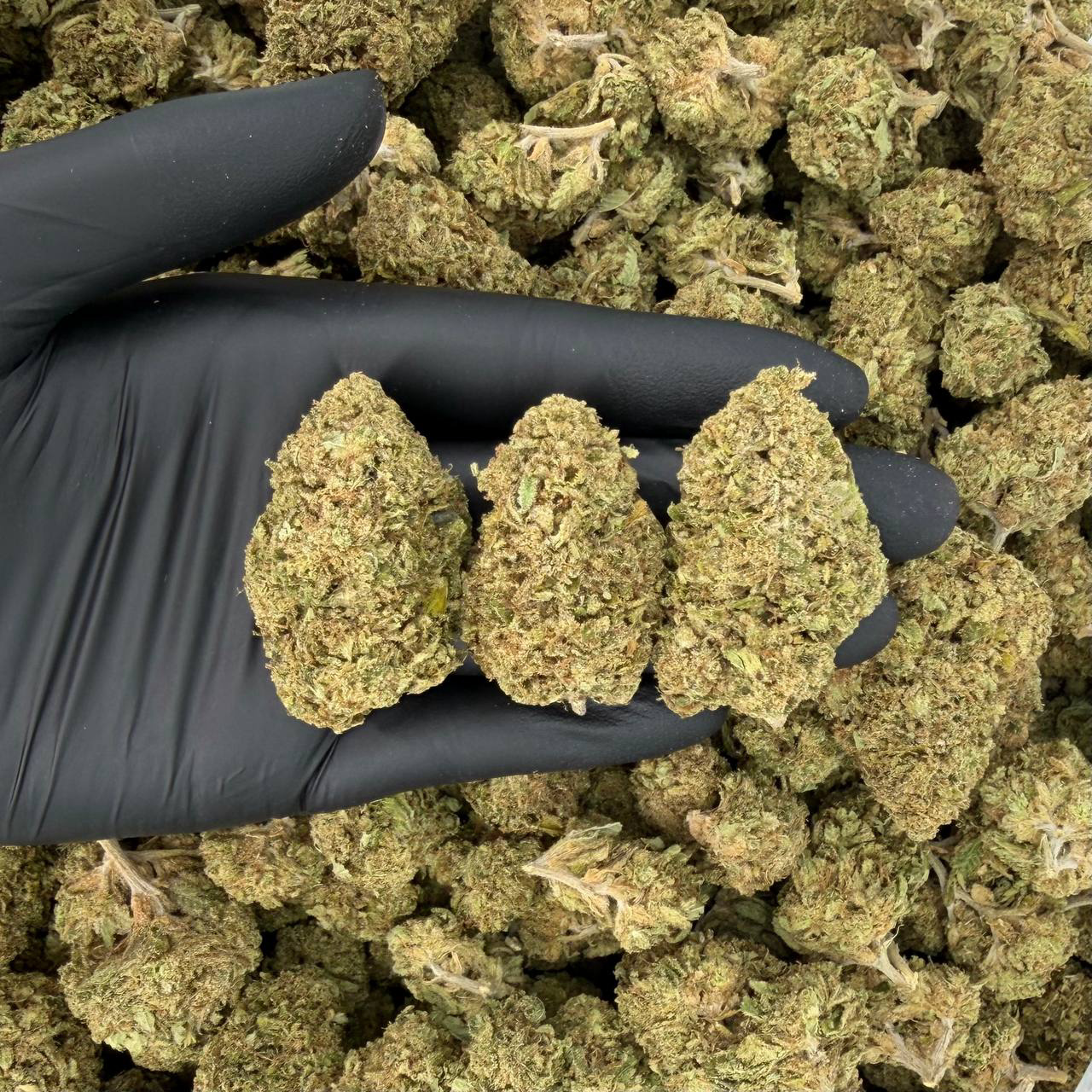 βοΈ Solar Skunk Tier: Zangria π Nose: 7/10 π₯ Fruity Berry βΊοΈ