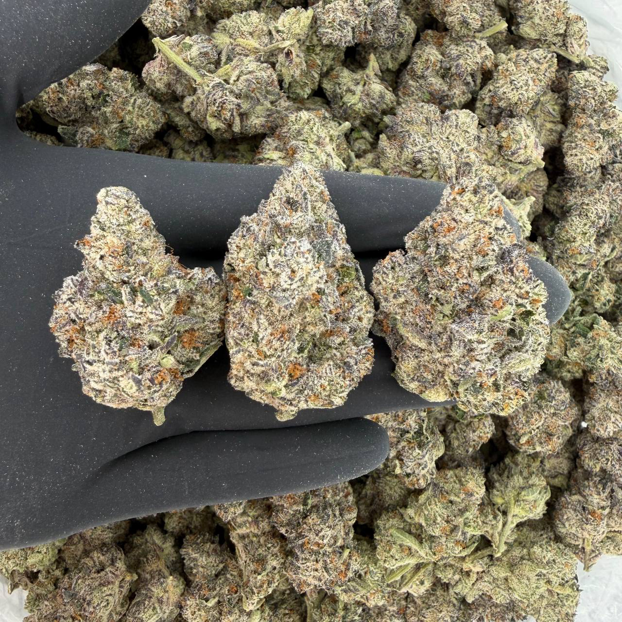 π ZaZa Tier: 98 Karat π₯ Nose: 10/10 π₯ Citrus β’ Diesel πΆβπ«οΈ