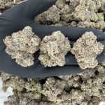 🎤 Rapper Weed – LA Cherries  Our highest quality weed  Nose: 10/10 🔥 Sweet Diesel 🤤