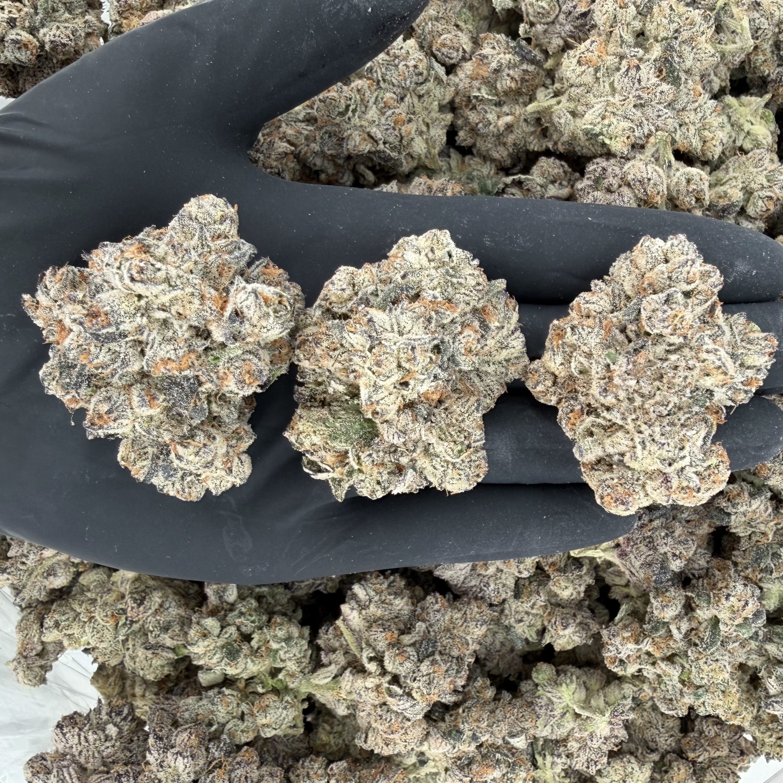 🎤 Rapper Weed – LA Cherries Our highest quality weed Nose: 10/10 🔥 Sweet Diesel 🤤