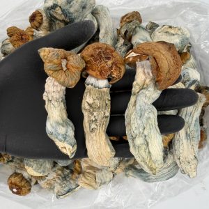 Raw Psychedelic Mushroom 🍄 : Penis Envy